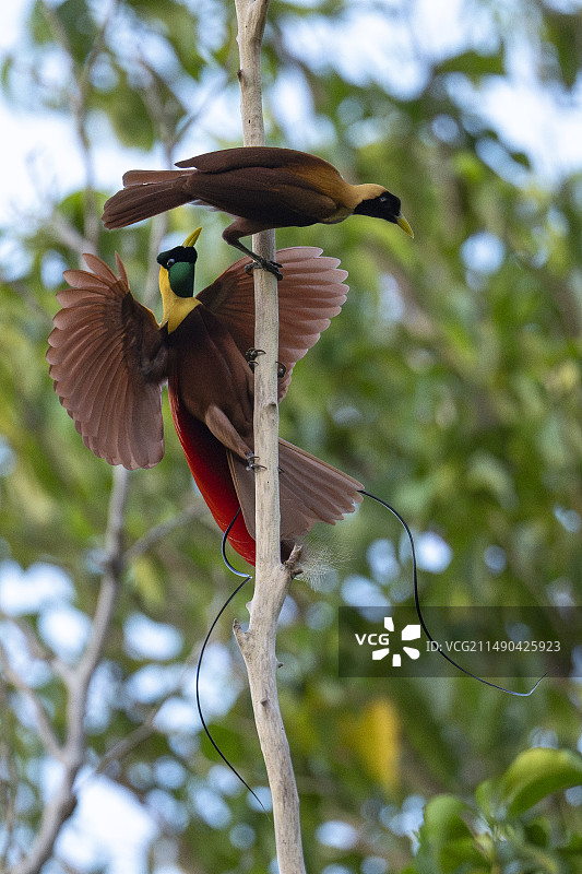 红色天堂鸟图片素材