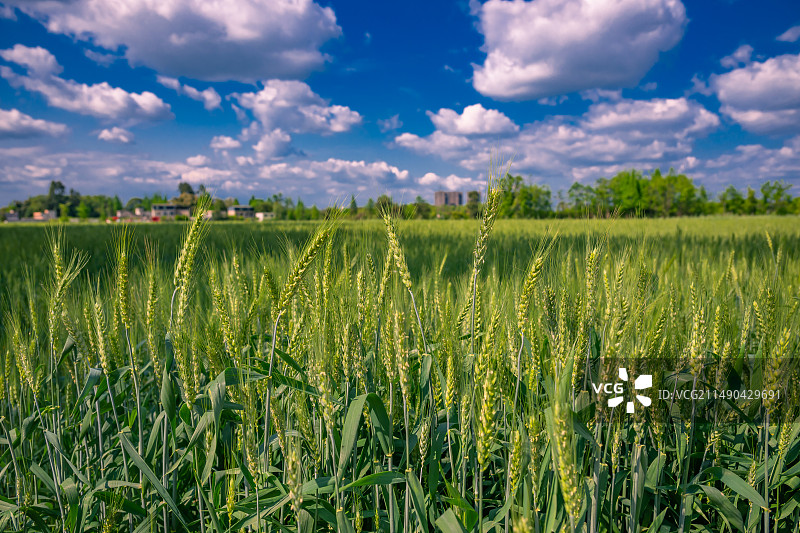 青青麦田图片素材