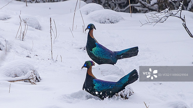 中国的吉祥神鸟图片素材
