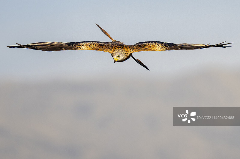 红色的风筝图片素材