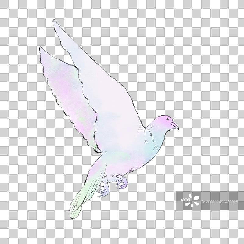 鸽子2图片素材