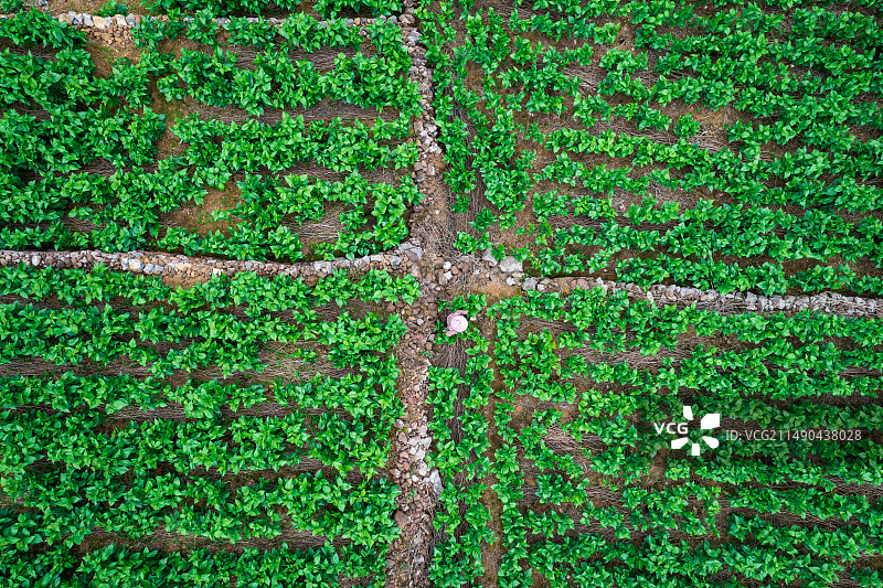 航拍绿色桑叶地桑叶种植背景图片素材