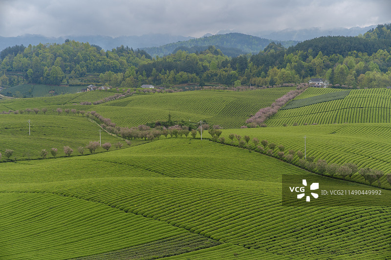 春天茶园立春节气清明五一踏青郊游茶文化贵州遵义湄潭中国茶园茶海中国传统文化茶文化图片素材