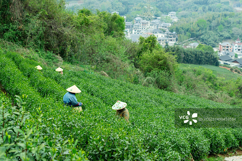 茶园里采茶工在采摘茶叶 高山茶园 浙江省杭州市余杭区中泰街道枫岭茶叶基地图片素材
