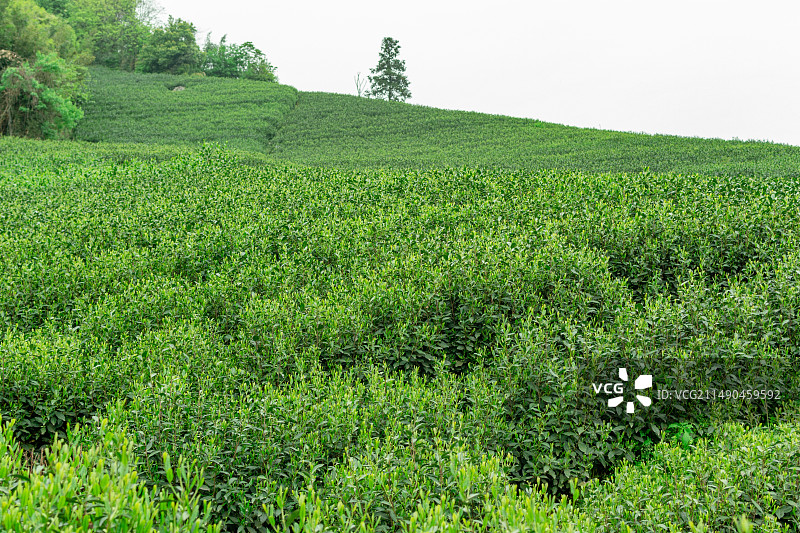 春日茶园 龙井茶产地 浙江省杭州市余杭区中泰街道枫岭茶园基地图片素材
