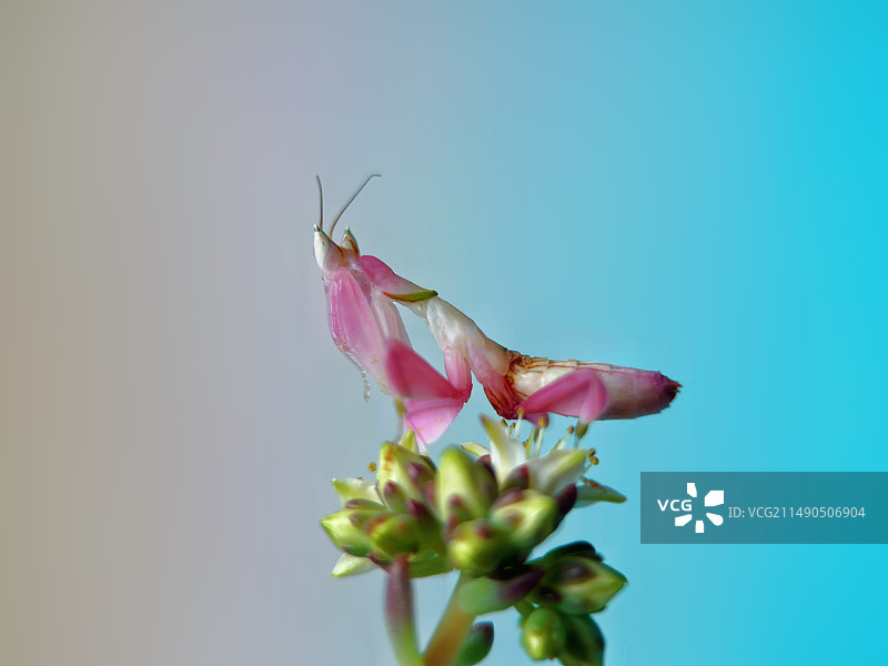 兰花螳螂特写图片素材