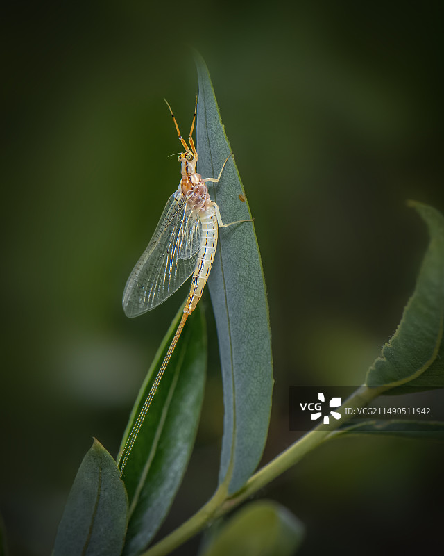 蜉蝣图片素材