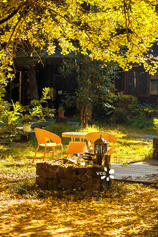 中国云南省保山市腾冲市固东镇银杏村农家小院里的景观图片素材