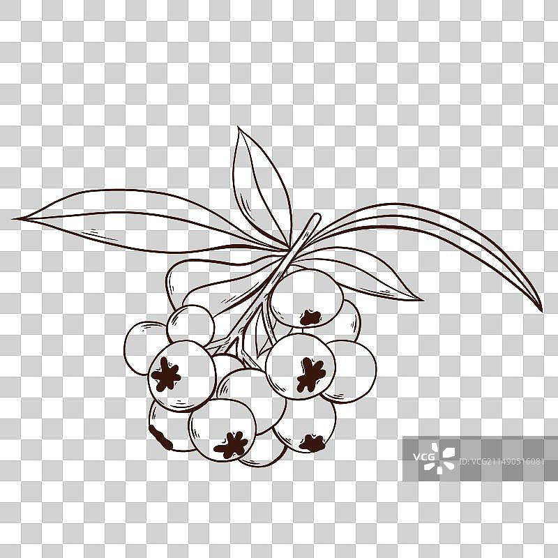 钢笔画简约枝叶上的蓝莓果图片素材