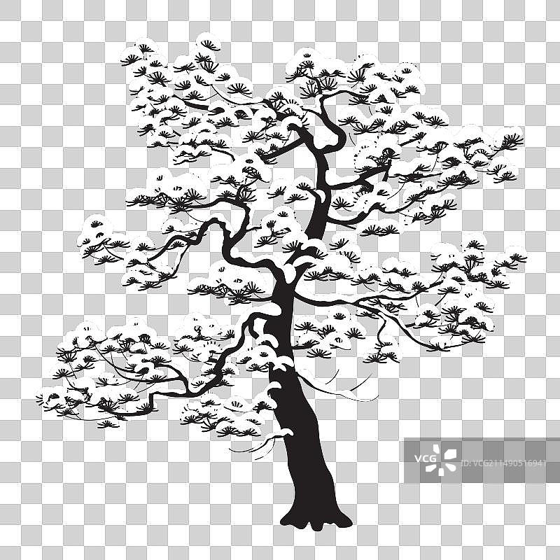 灰色背景上的单色雪松图片素材