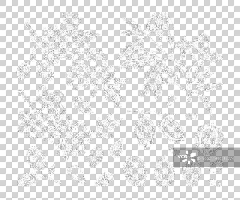 手绘杏仁坚果素描集图片素材