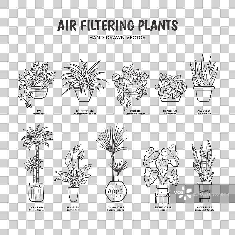 空气净化植物线条画图片素材