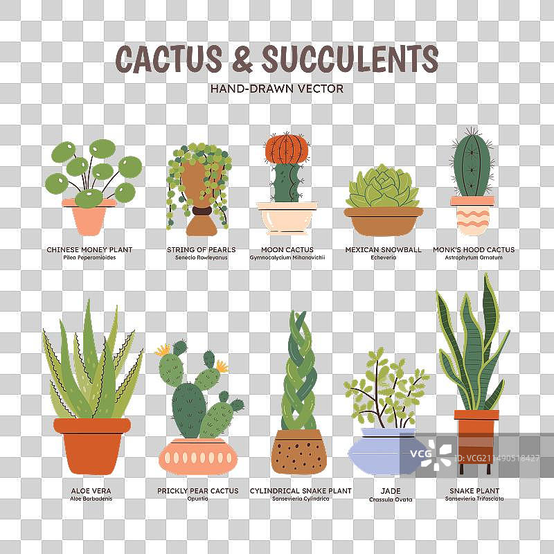 色彩鲜艳的仙人掌和多肉植物图片素材