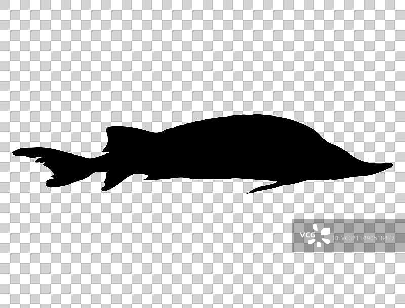 鲟鱼剪影艺术图片素材