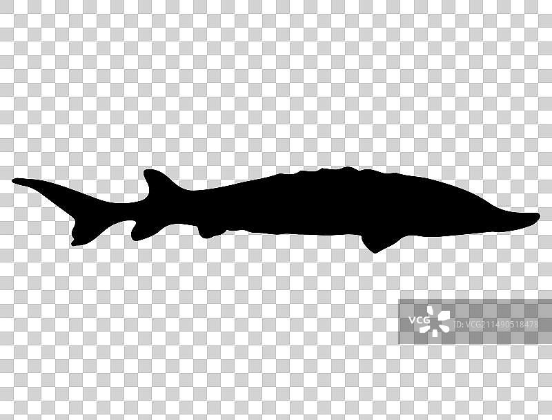 鲟鱼剪影艺术图片素材