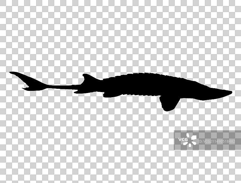 鲟鱼剪影艺术图片素材