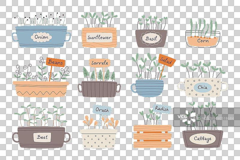 不同的有机微型蔬菜幼苗图片素材