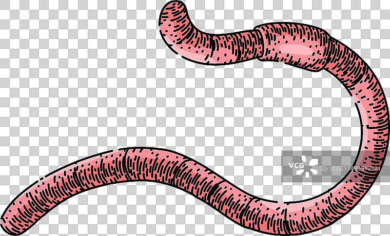 手绘苹果虫素描图片素材