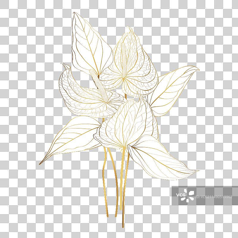 线条花烛花卉花束图片素材