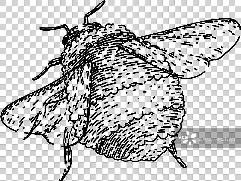 传粉蜜蜂手绘草图图片素材