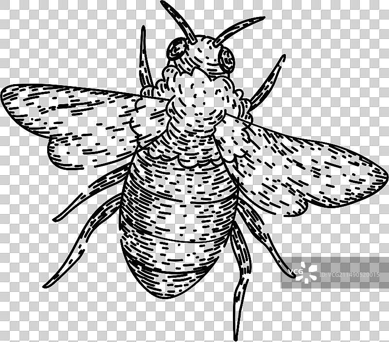 手绘蜜蜂花朵草图图片素材