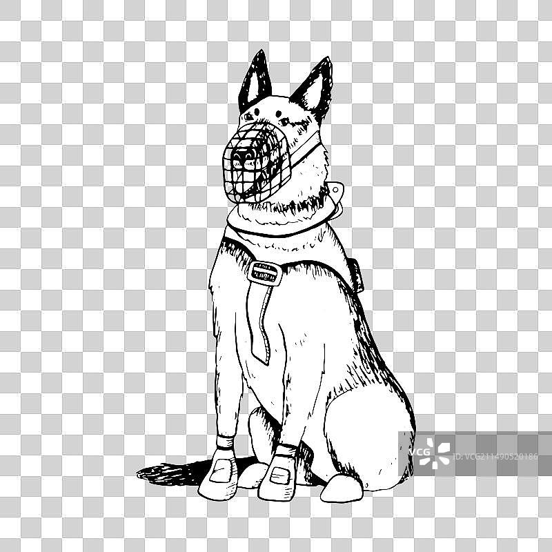 戴口套的德国牧羊犬或马里努阿犬图片素材