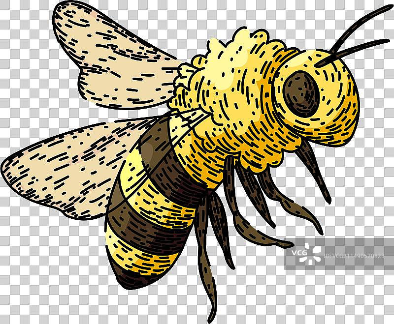 手绘蜜蜂草图图片素材