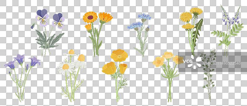 野生花卉绘画图片素材