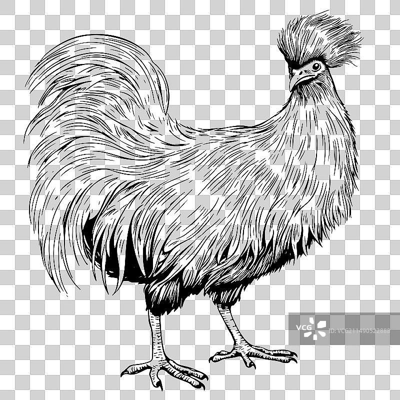 手绘涂鸦风趣丝绸母鸡小鸡速写图片素材