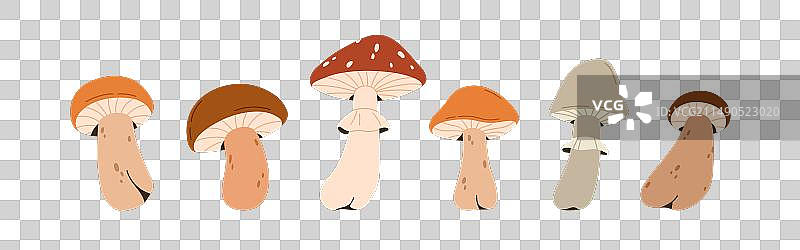 秋季森林蘑菇合集图片素材