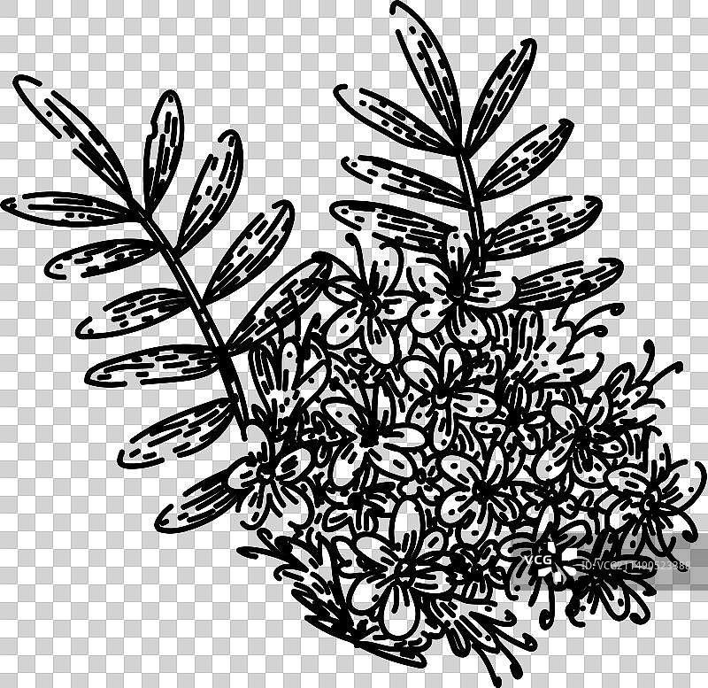 缬草手绘草图图片素材