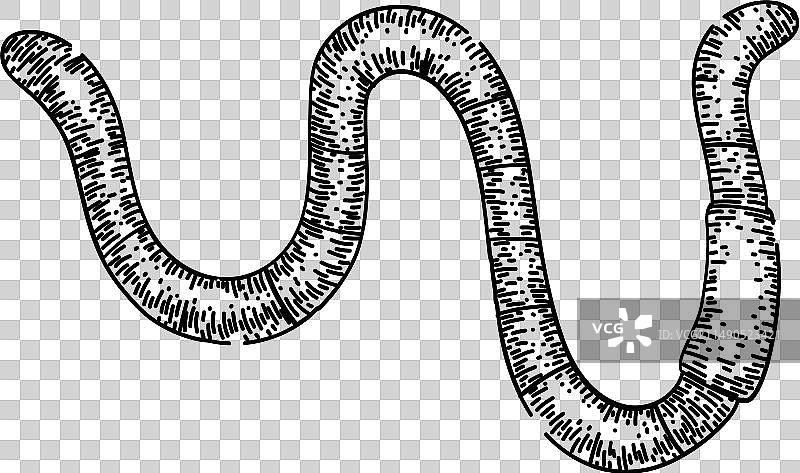 手绘蚯蚓草图图片素材