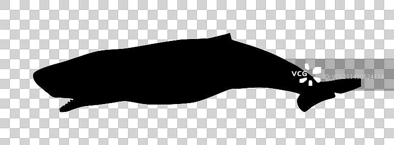 小抹香鲸轮廓图片素材