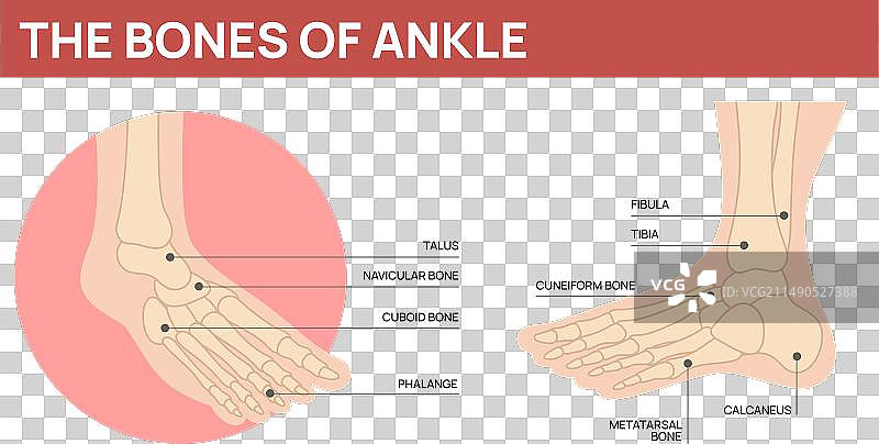 足部骨骼结构图人体踝关节解剖图片素材