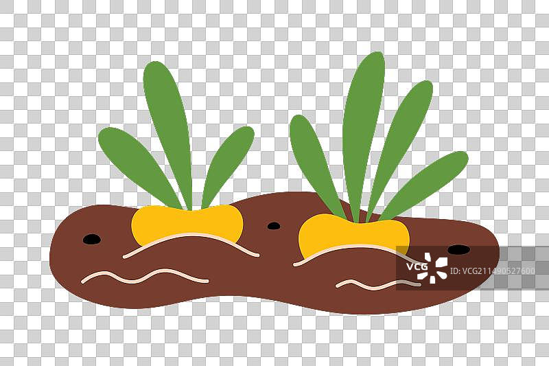 种植着芜菁的花园图片素材