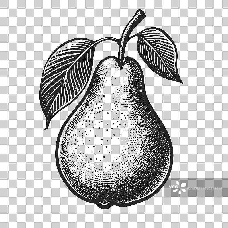 梨子水果植物素描图片素材