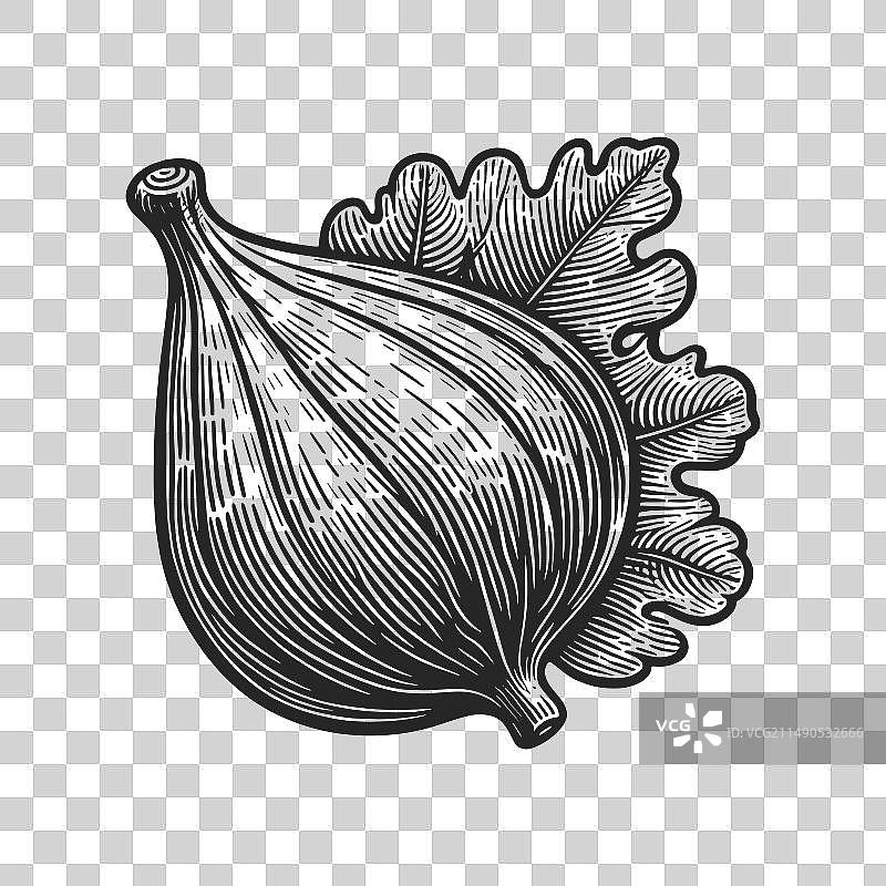 带叶子的无花果植物雕刻素描图片素材