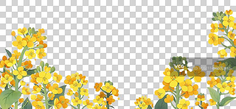 春天节气插画元素盛开的油菜花图片素材