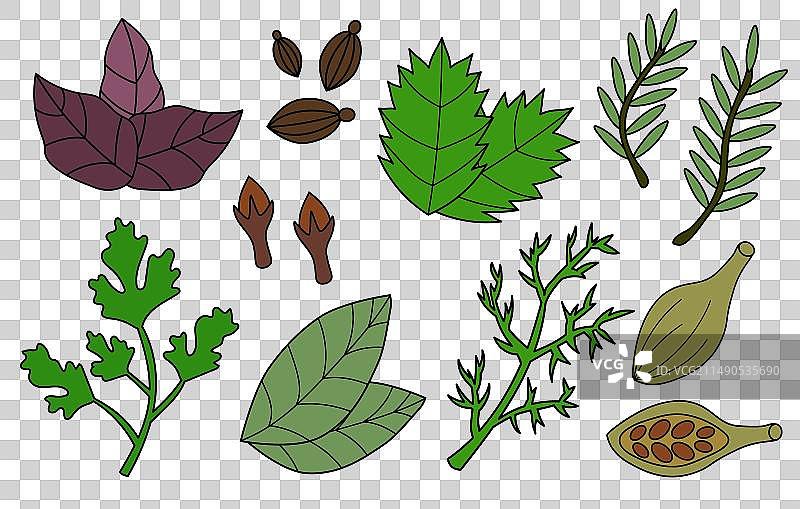 调味品香料草药集合图片素材