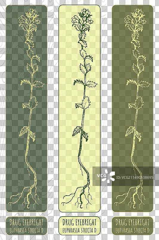手绘：药用小米草图片素材