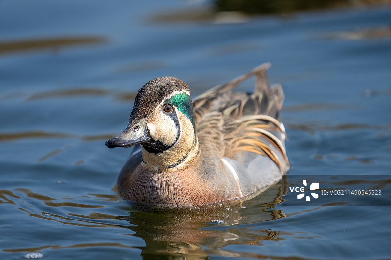 水面上游泳的花脸鸭图片素材