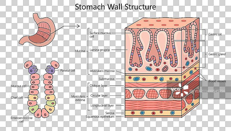 胃壁结构图医学图片素材
