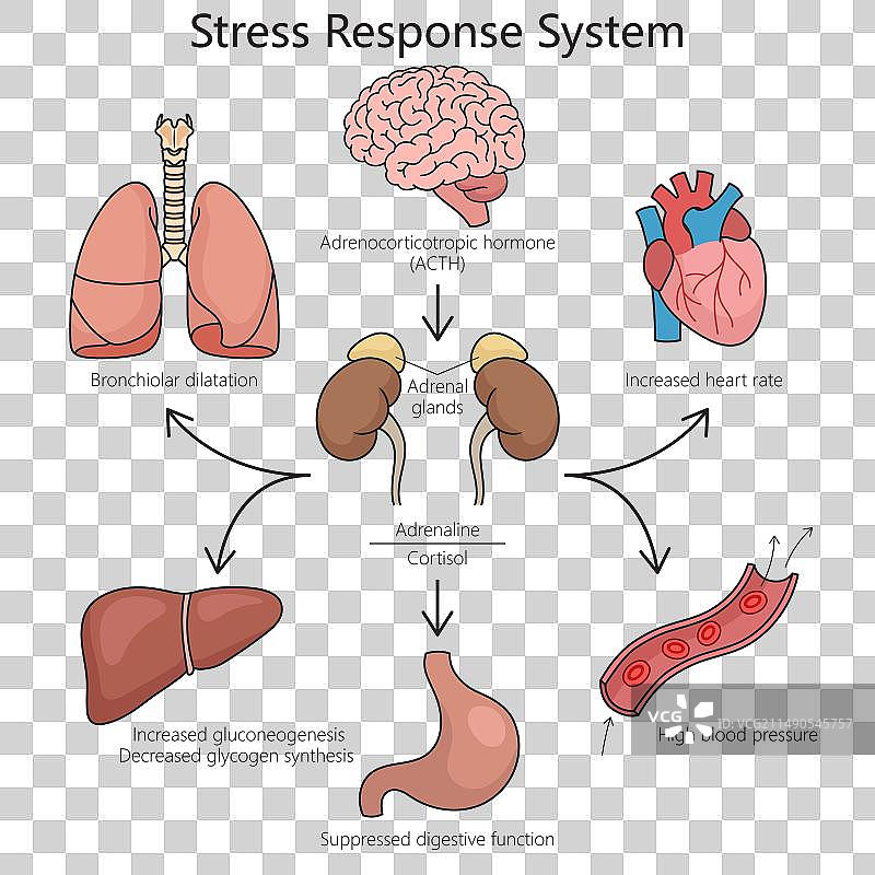 应激反应系统医学科学图解图片素材
