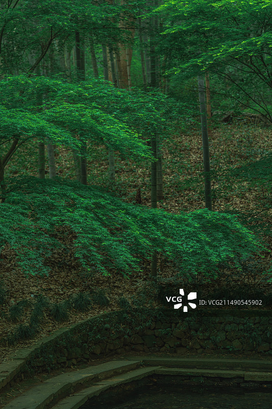 云栖竹径图片素材