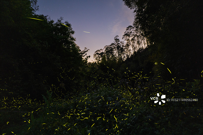 眉山市青神县萤火虫图片素材