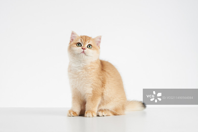 british shorthair  金渐层 英国短毛猫图片素材