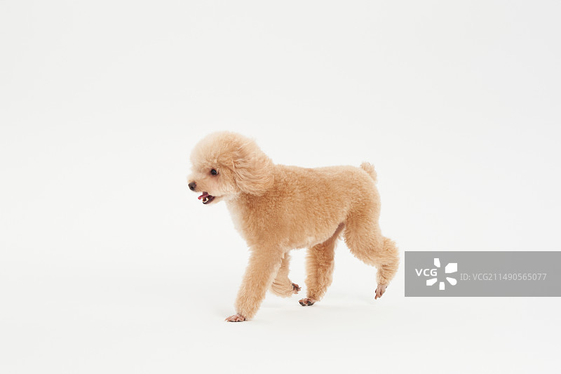 Poodle 贵宾犬 香槟色图片素材