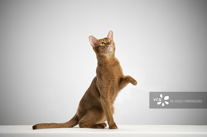 Abyssinian cat 阿比西尼亚猫图片素材