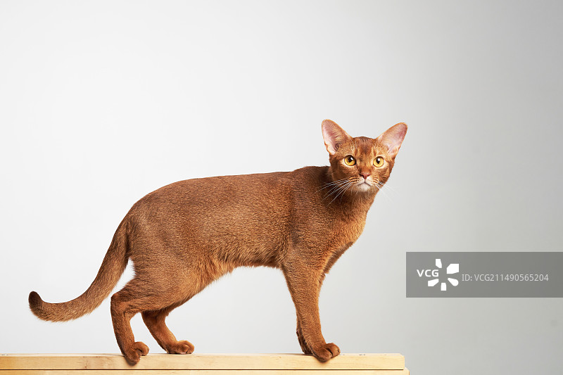 Abyssinian cat 阿比西尼亚猫图片素材