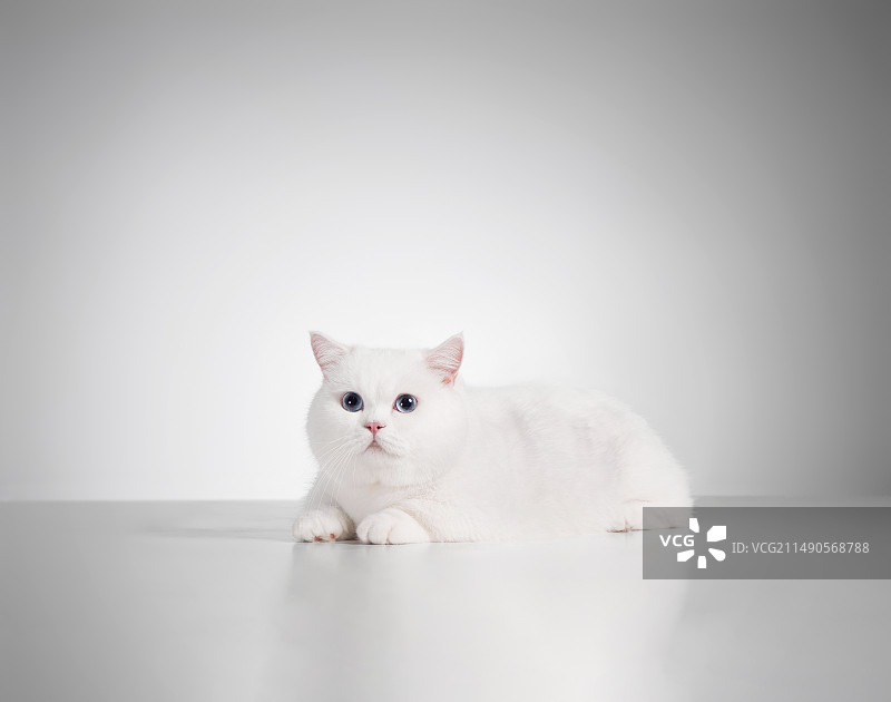 Manchiken cat图片素材